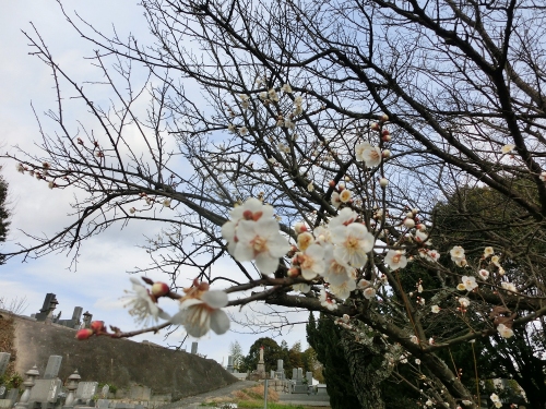千光寺定点観測・白梅 千光寺定点観測・白梅
