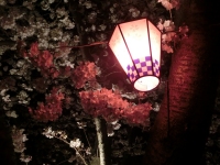 夜桜