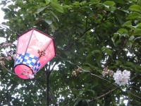 千光寺定点観測・桜は咲き始め
