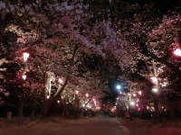 夜桜