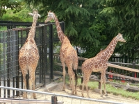 福山市立動物園